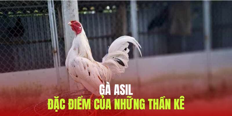 Dòng gà thường không chịu được áp lực với đối thủ mạnh