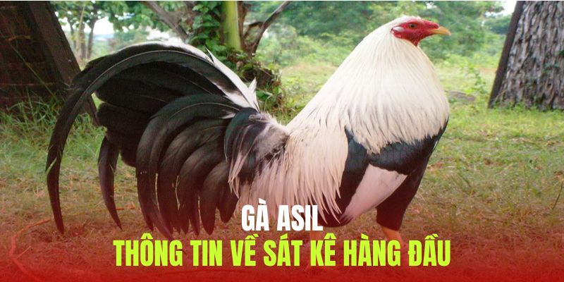 Tìm hiểu thông tin về dòng gà Asil nổi tiếng trên đấu trường