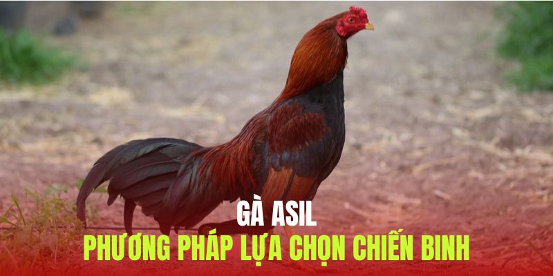 Phương pháp lựa chọn gà Asil trở nên bất bại 2025