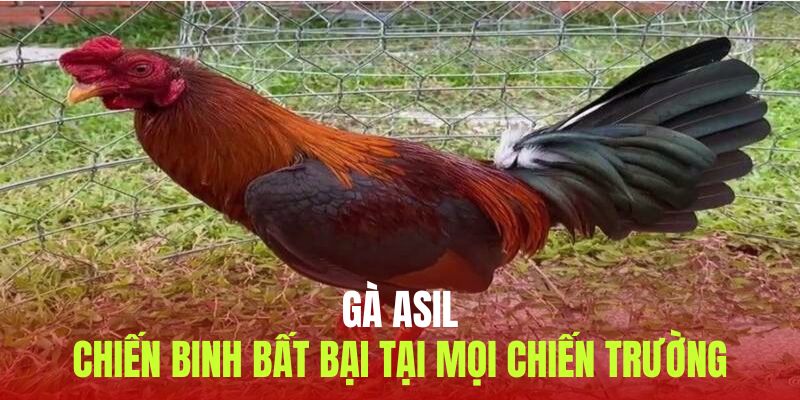 Gà asil
